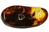 Fossil Caddisfly (Trichoptera) In Baltic Amber #109508-1